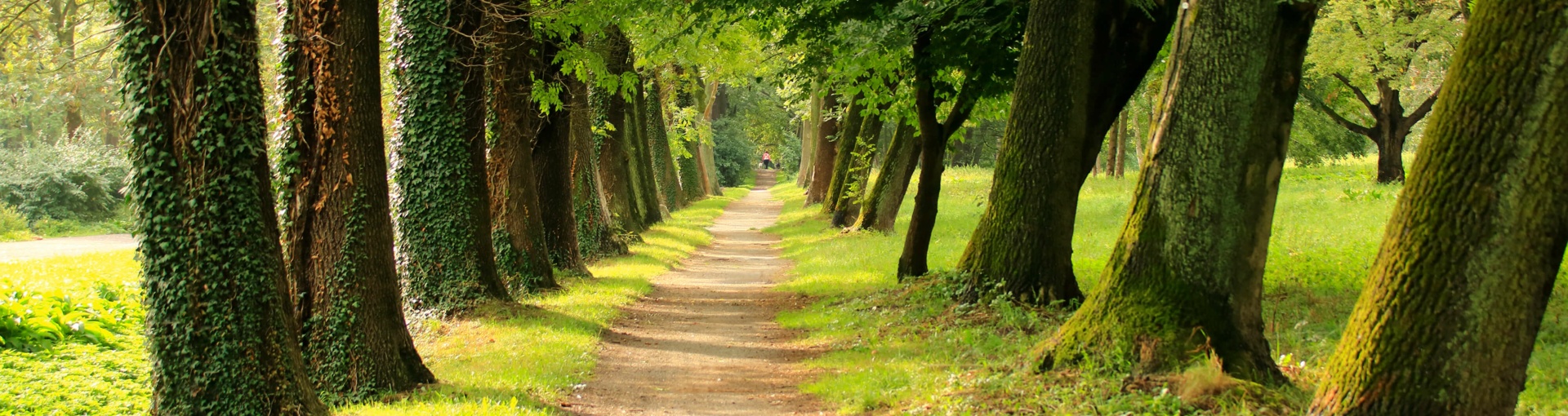Weg mit grünen Bäumen umrandet - Baumallee im Stadtpark Güstrow